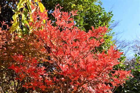 木 代表種|庭木図鑑 植木ペディア